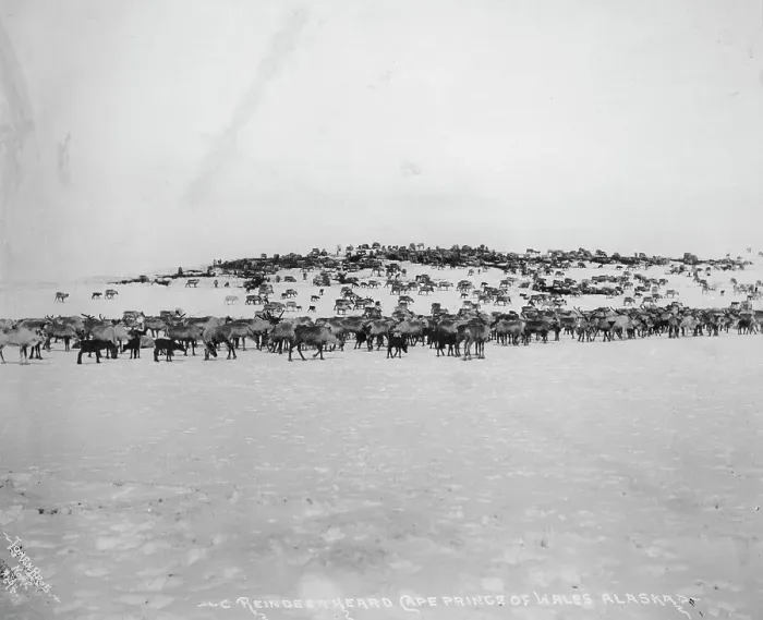 Framed Print : Reindeer herd, between c1900 and 1927. Creator: Lomen Brothers Framed Print : Reindeer herd, between c1900 and 1927. Creator: Lomen Brothers