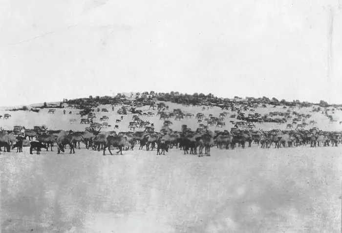 Framed Print : Reindeer in the Kuskokwim Valley, which is one of Alaska's best reindeer pastures, c1900-c1930. Creator: Unknown Framed Print : Reindeer in the Kuskokwim Valley, which is one of Alaska's best reindeer pastures, c1900-c1930. Creator: Unknown