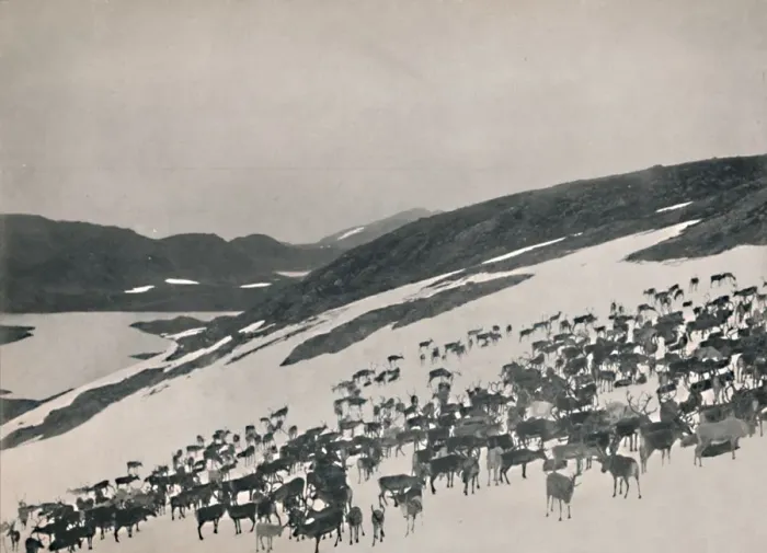 Framed Print : Reindeer on the Mountains, 1914. Creator: Unknown Framed Print : Reindeer on the Mountains, 1914. Creator: Unknown