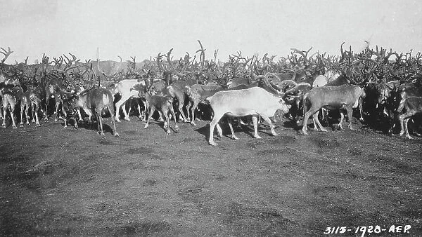 Reindeer in rather poor condition due to prolonged confinement in corral, 1926. Creator: Unknown