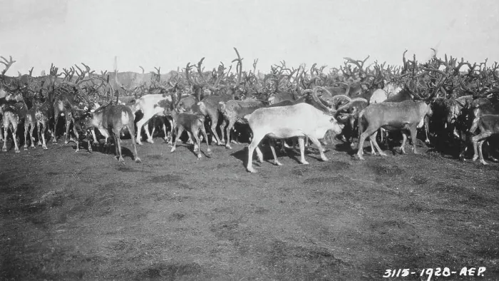 Framed Print : Reindeer in rather poor condition due to prolonged confinement in corral, 1926. Creator: Unknown Framed Print : Reindeer in rather poor condition due to prolonged confinement in corral, 1926. Creator: Unknown
