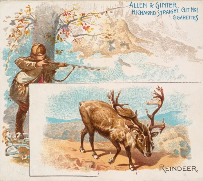 Framed Print : Reindeer, from Quadrupeds series (N41) for Allen & Ginter Cigarettes, 1890. 1890 Framed Print : Reindeer, from Quadrupeds series (N41) for Allen & Ginter Cigarettes, 1890. 1890