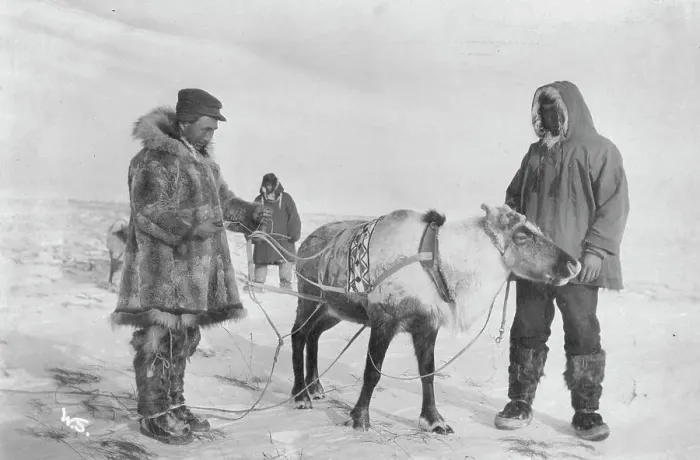 Framed Print : Reindeer which recently dropped its horns at a Reindeer Fair, between c1900 and c1930. Creator: Unknown Framed Print : Reindeer which recently dropped its horns at a Reindeer Fair, between c1900 and c1930. Creator: Unknown