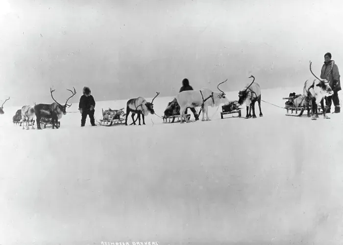 Framed Print : Reindeer, sleds and drivers, between c1900 and 1927. Creator: Unknown Framed Print : Reindeer, sleds and drivers, between c1900 and 1927. Creator: Unknown