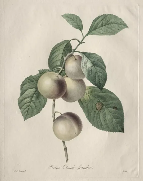 Framed Print : Reine Claude Plum, 1827. Creator: Henry Joseph Redoute (French, 1766-1853) Framed Print : Reine Claude Plum, 1827. Creator: Henry Joseph Redoute (French, 1766-1853)