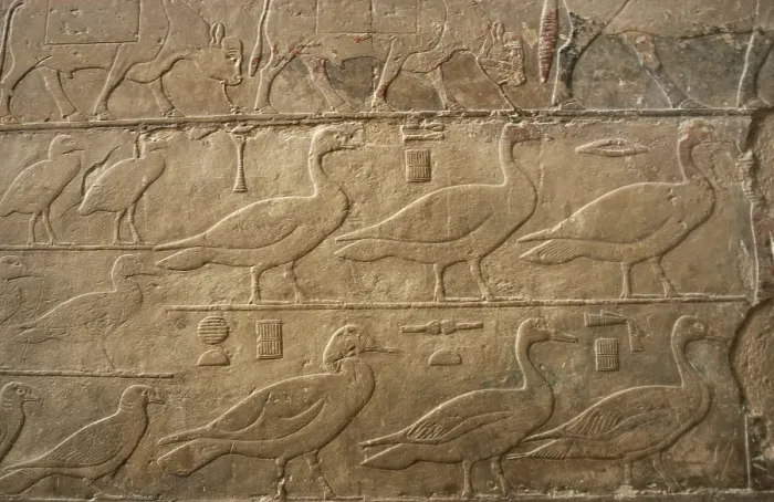 Framed Print : Relief showing ducks and birds, Mastaba of Ti, Egypt, 5th Dynasty, Old Kingdom, c2400 BC (2003). Creator: Unknown Framed Print : Relief showing ducks and birds, Mastaba of Ti, Egypt, 5th Dynasty, Old Kingdom, c2400 BC (2003). Creator: Unknown