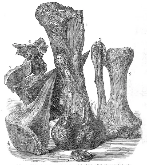 Framed Print : Remains of an extinct animal found in the Isle of Wight, 1865. Creator: Unknown Framed Print : Remains of an extinct animal found in the Isle of Wight, 1865. Creator: Unknown