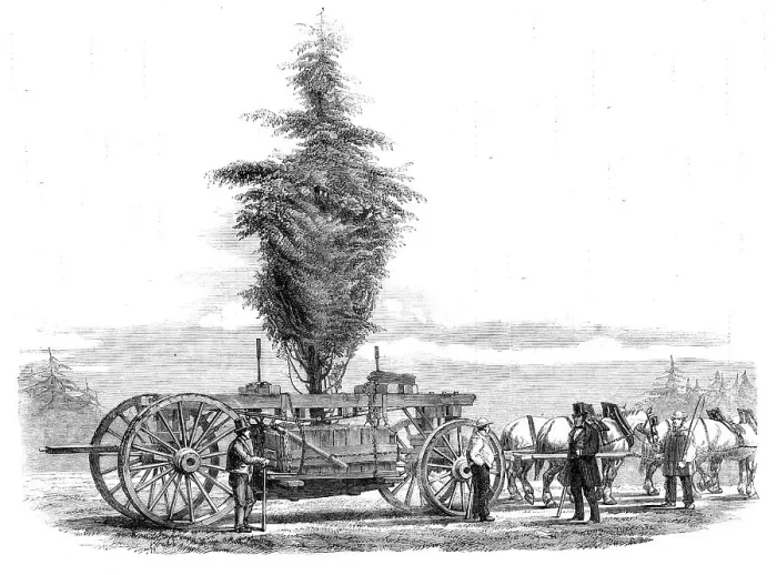 Framed Print : Removal of a large tree from Chiswick to the new gardens of the Horticultural Society at... 1860. Creator: Unknown Framed Print : Removal of a large tree from Chiswick to the new gardens of the Horticultural Society at... 1860. Creator: Unknown