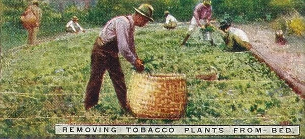 Removing Tobacco Plants from Bed, 1926
