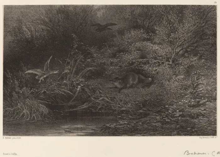 Framed Print : Renard al affut. Creator: Karl Bodmer Framed Print : Renard al affut. Creator: Karl Bodmer