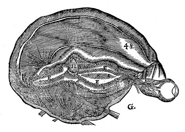 Rene Descartes diagram of the human brain and eye, 1692