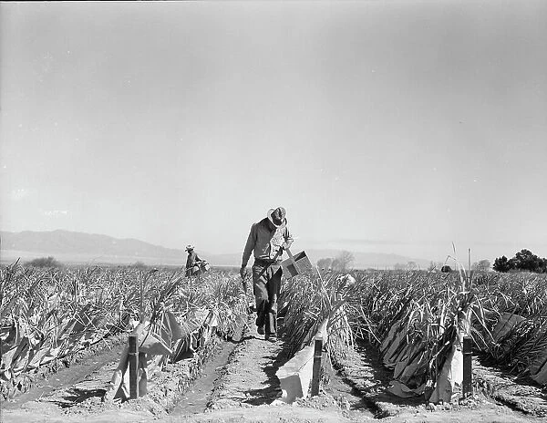Replanting chili plants on a Japanese-owned ranch, desert agriculture, Imperial Valley, CA, 1937. Creator: Dorothea Lange
