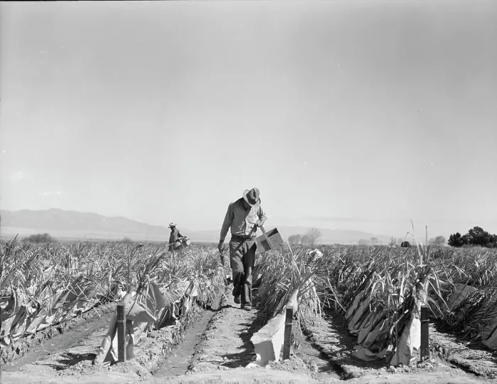Framed Print : Replanting chili plants on a Japanese-owned ranch, desert agriculture, Imperial Valley, CA, 1937. Creator: Dorothea Lange Framed Print : Replanting chili plants on a Japanese-owned ranch, desert agriculture, Imperial Valley, CA, 1937. Creator: Dorothea Lange