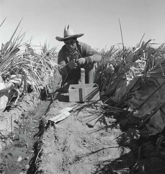 Framed Print : Replanting chili plants on a Japanese-owned ranch, desert agriculture, Imperial Valley, CA, 1937. Creator: Dorothea Lange Framed Print : Replanting chili plants on a Japanese-owned ranch, desert agriculture, Imperial Valley, CA, 1937. Creator: Dorothea Lange
