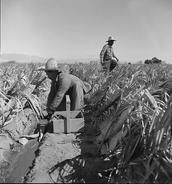 Replanting chili plants on a Japanese-owned ranch, desert agriculture, Imperial Valley, CA, 1937. Creator: Dorothea Lange