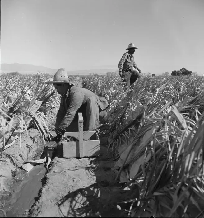 Framed Print : Replanting chili plants on a Japanese-owned ranch, desert agriculture, Imperial Valley, CA, 1937. Creator: Dorothea Lange Framed Print : Replanting chili plants on a Japanese-owned ranch, desert agriculture, Imperial Valley, CA, 1937. Creator: Dorothea Lange