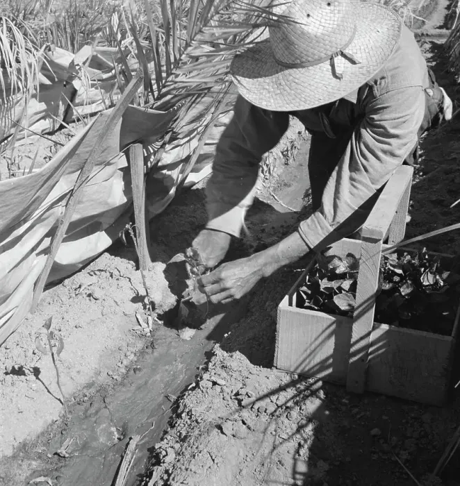 Framed Print : Replanting chili plants on a Japanese-owned ranch, desert agriculture, Imperial Valley, CA, 1937. Creator: Dorothea Lange Framed Print : Replanting chili plants on a Japanese-owned ranch, desert agriculture, Imperial Valley, CA, 1937. Creator: Dorothea Lange