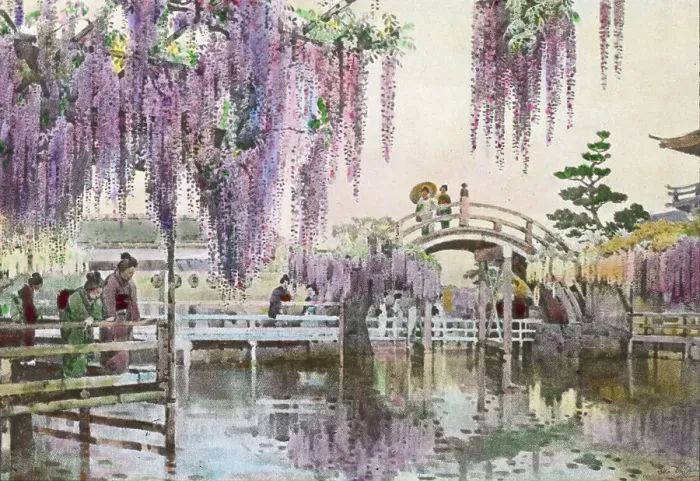 Framed Print : Reproduction of illustration: Wisteria Kameido, between 1915 and 1925. Creator: Frances Benjamin Johnston. Reproduction of illustration: Wisteria Kameido, between 1915 and 1925. Creator: Frances Benjamin Johnston Framed Print : Reproduction of illustration: Wisteria Kameido, between 1915 and 1925. Creator: Frances Benjamin Johnston. Reproduction of illustration: Wisteria Kameido, between 1915 and 1925. Creator: Frances Benjamin Johnston