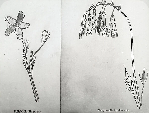 Reproduction of illustrations: 'Pollybirida Singularis' and 'Manypeeplia Upsidownia', c 1915 - 1925. Creator: Frances Benjamin Johnston. Reproduction of illustrations: 'Pollybirida Singularis' and 'Manypeeplia Upsidownia'