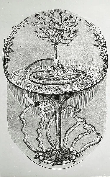 Reproduction of print showing Cosmic ash tree, between 1915 and 1925. Creator: Frances Benjamin Johnston