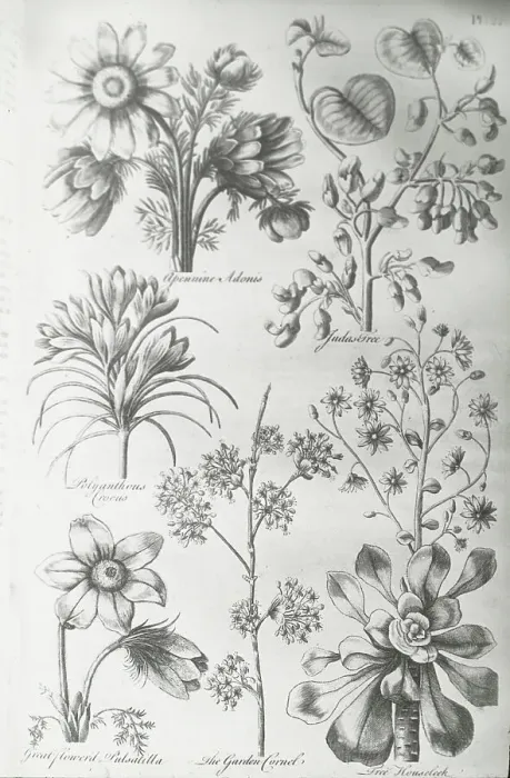 Framed Print : Reproduction of print showing Flowers, between 1915 and 1925. Creator: Frances Benjamin Johnston Framed Print : Reproduction of print showing Flowers, between 1915 and 1925. Creator: Frances Benjamin Johnston
