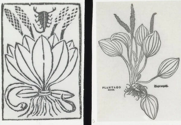 Reproduction of print showing Plantago plant, between 1915 and 1925. Creator: Frances Benjamin Johnston