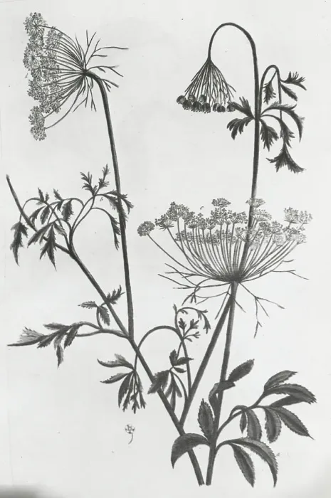 Framed Print : Reproduction of print showing Queen Anne's lace (Daucus carota), between 1915 and 1925. Creator: Frances Benjamin Johnston Framed Print : Reproduction of print showing Queen Anne's lace (Daucus carota), between 1915 and 1925. Creator: Frances Benjamin Johnston