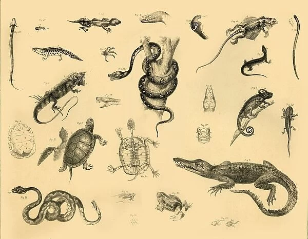 Reptiles, c1910. Creator: Unknown