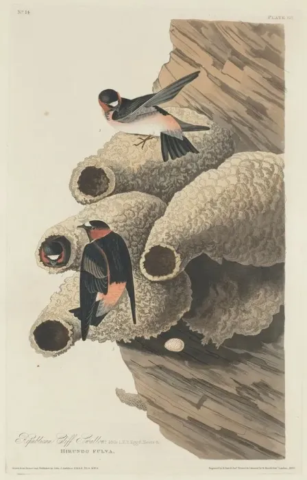 Framed Print : Republican Cliff Swallow, 1829. Creator: Robert Havell Framed Print : Republican Cliff Swallow, 1829. Creator: Robert Havell