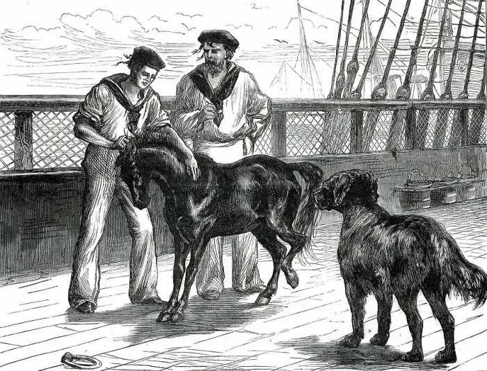 Framed Print : Return of the Prince of Wales from India: life on board the Serapis: Pony and Thibet Dog...1876. Creator: Unknown Framed Print : Return of the Prince of Wales from India: life on board the Serapis: Pony and Thibet Dog...1876. Creator: Unknown