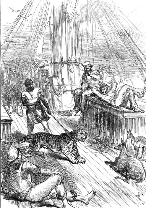 Framed Print : Return of the Prince of Wales from India: Life on Board the Serapis - Tiger and Cheetals...1876. Creator: L.B Framed Print : Return of the Prince of Wales from India: Life on Board the Serapis - Tiger and Cheetals...1876. Creator: L.B
