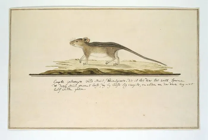 Framed Print : Rhabdomys pumilio (Four-striped grass mouse), in or after c.1786. Creator: Robert Jacob Gordon Framed Print : Rhabdomys pumilio (Four-striped grass mouse), in or after c.1786. Creator: Robert Jacob Gordon