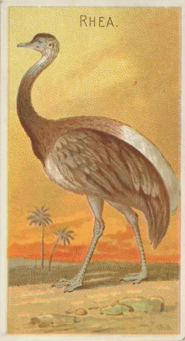 Framed Print : Rhea, from the Birds of the Tropics series (N5) for Allen & Ginter Cigarettes Brands