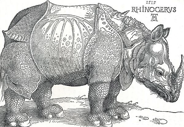 A Rhinoceros, 1515, (1906). Artist: Albrecht Durer