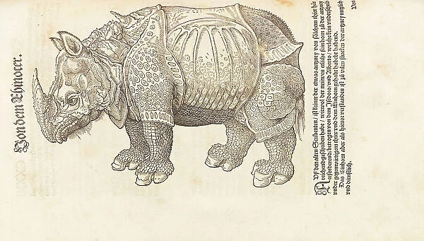 Rhinoceros. From Historia animalium, 1551-1558. Creator: Gesner (Gessner), Conrad (Konrad) (1516-1565)