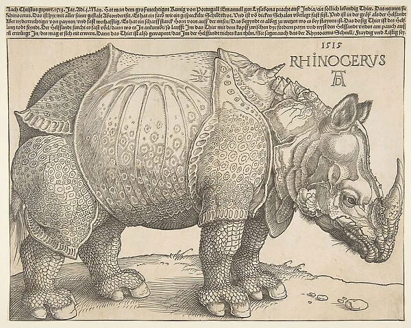 The Rhinoceros. n. d. Creator: Albrecht Durer