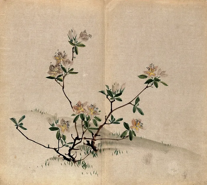 Framed Print : A rhododendron (Rhododendron indicum): small flowering shrub in grassland. Creator: Unknown Framed Print : A rhododendron (Rhododendron indicum): small flowering shrub in grassland. Creator: Unknown
