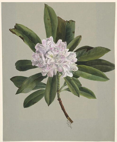 Rhododendron (Rhododendron maximum), 1880. Creator: Mary Vaux Walcott