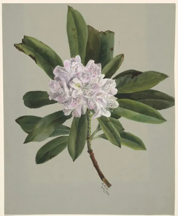 Framed Print : Rhododendron (Rhododendron maximum), 1880. Creator: Mary Vaux Walcott Framed Print : Rhododendron (Rhododendron maximum), 1880. Creator: Mary Vaux Walcott