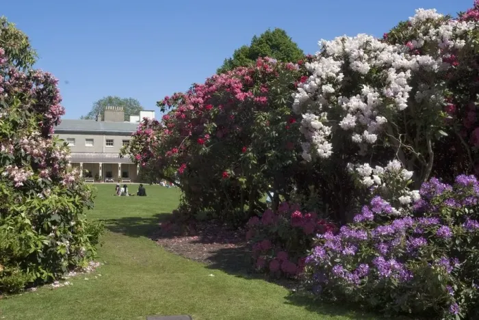 Framed Print : Rhododendrons, Kenwood House, Hampstead Heath, Hampstead, London, NW3, England. Creator Framed Print : Rhododendrons, Kenwood House, Hampstead Heath, Hampstead, London, NW3, England. Creator