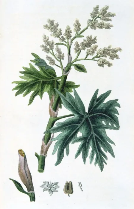 Framed Print : Rhubarb, 1823 Framed Print : Rhubarb, 1823