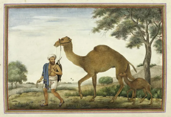 Framed Print : Ribari, a caste of camel-men, 1825. Creator: Anon Framed Print : Ribari, a caste of camel-men, 1825. Creator: Anon