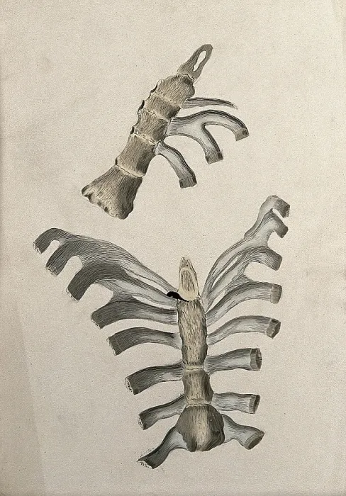 Framed Print : Ribs and sternum: two figures, 1830-1835. Creator: Unknown Framed Print : Ribs and sternum: two figures, 1830-1835. Creator: Unknown