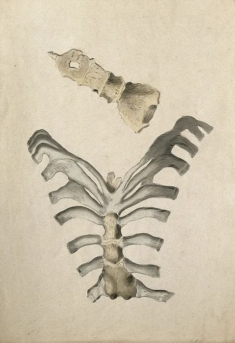 Framed Print : Ribs and sternum: two figures, 1830-1835. Creator: Unknown Framed Print : Ribs and sternum: two figures, 1830-1835. Creator: Unknown