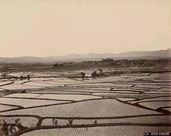 Rice Fields, 1870s-80s. Creator: Unknown