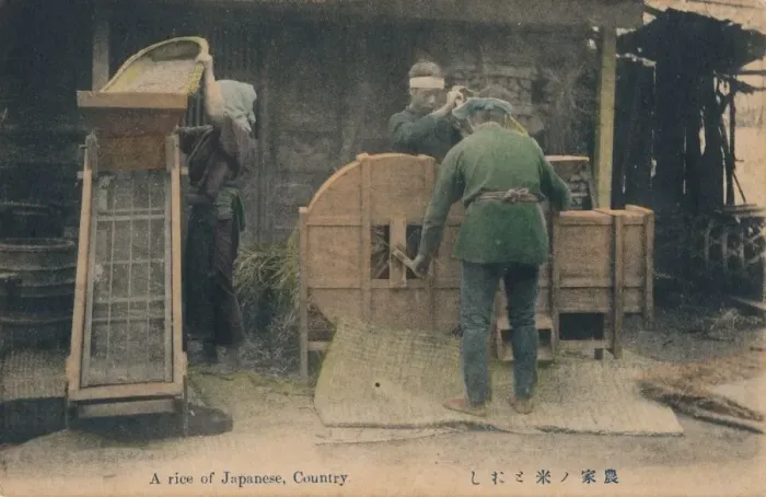 Framed Print : A rice of Japanese, Country, c1910 Framed Print : A rice of Japanese, Country, c1910
