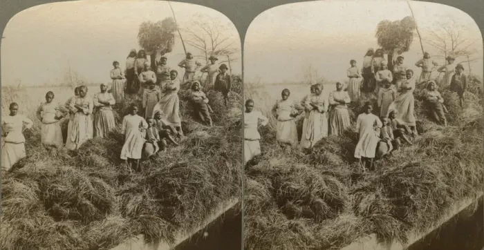 Framed Print : A Rice Raft, South Carolina, captured 1895;printed 1904. Creator: Strohmeyer & Wyman Framed Print : A Rice Raft, South Carolina, captured 1895;printed 1904. Creator: Strohmeyer & Wyman