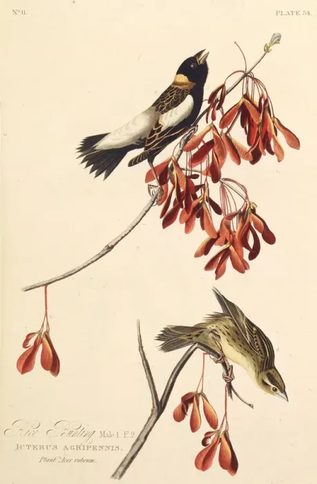 Framed Print : The Ricebird. From The Birds of America, 1827-1838. Creator: Audubon Framed Print : The Ricebird. From The Birds of America, 1827-1838. Creator: Audubon