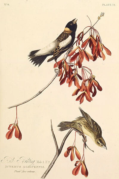 The Ricebird. From The Birds of America, 1827-1838. Creator: Audubon