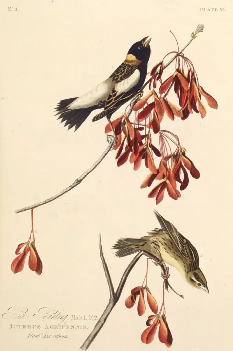 Framed Print : The Ricebird. From The Birds of America, 1827-1838. Creator: Audubon Framed Print : The Ricebird. From The Birds of America, 1827-1838. Creator: Audubon